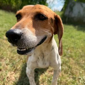 Brielle, Beagle, adult, available for adoption