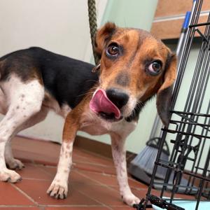 Bailey, Beagle, adult, available for adoption