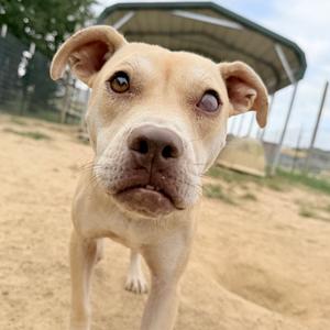 Seraphina, Terrier, Pit Bull, adult, available for adoption