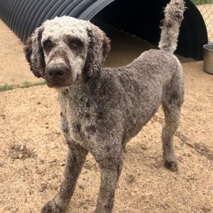 Oliver, Poodle, adult, available for adoption