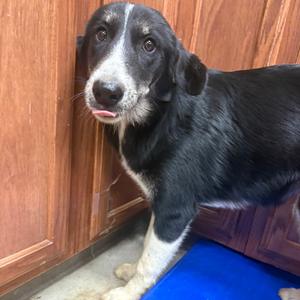 Sneezy, Schnauzer, adult, available for adoption