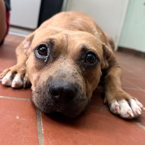 Punkin, Terrier, Pit Bull, adult, available for adoption