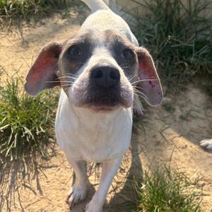 Arianna, Beagle, adult, available for adoption
