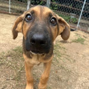 Tango, Shepherd, puppy, available for adoption