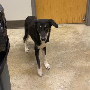Doc, Schnauzer, adult, available for adoption