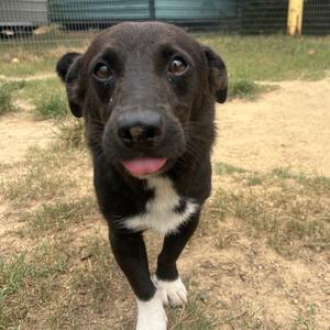 Marco, Corgi, Cardigan Welsh, adult, available for adoption