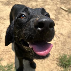 Meda, Retriever, Labrador, adult, available for adoption