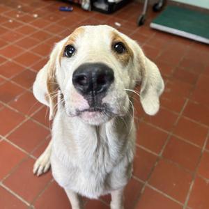 Cornball, Terrier, adult, available for adoption