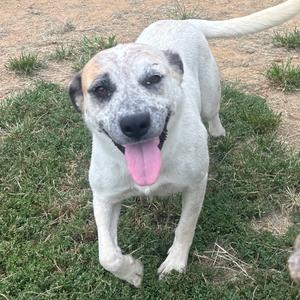 A white dog with black spots on its face and ears, standing on grass with its tongue out, looking at the camera.