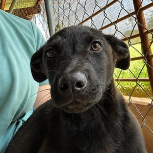Terri, Retriever, Black Labrador, puppy, available for adoption