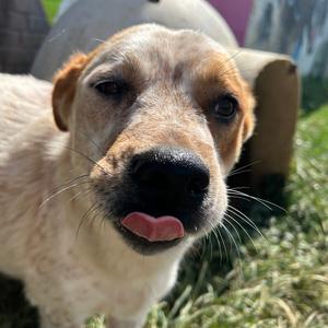 Rosetta, Cattle Dog, Australian (Red Heeler), adult, available for adoption