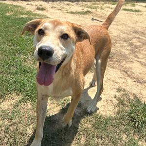 A happy brown dog with a white chest and paws, standing on grass with its tongue out, looking at the camera.