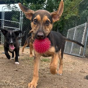 Tilly, Shepherd, German, puppy, available for adoption