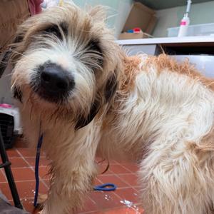 Victor, Schnauzer, adult, available for adoption