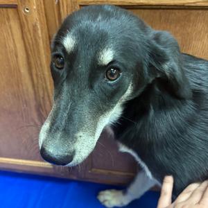 Happy, Schnauzer, adult, available for adoption