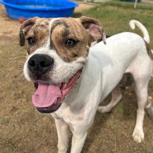 Clein, Boxer, adult, available for adoption