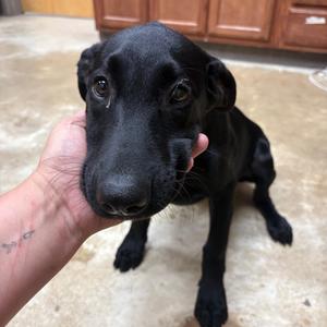 Aniston, Retriever, Labrador, adult, available for adoption