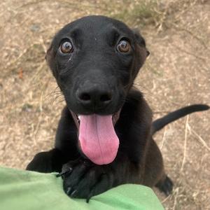 Trinity, Shepherd, puppy, available for adoption