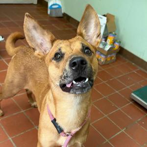 Hurricane, Feist, adult, available for adoption