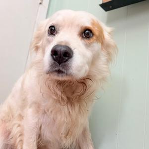 A close-up of a golden retriever with a fluffy coat, looking directly at the camera with a curious expression.