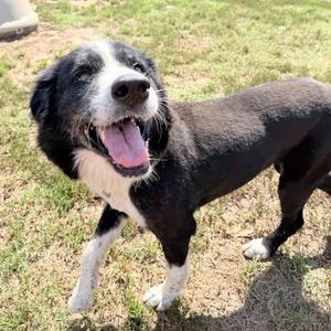Dottie, Pyrenees, Great, adult, available for adoption