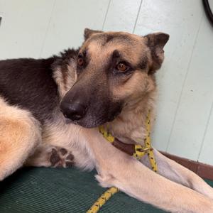 Dynasty, Shepherd, German, adult, available for adoption