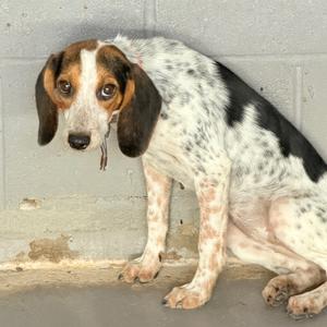A brown and white dog with floppy ears sitting on a concrete floor.