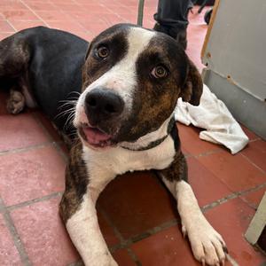 Riley, Terrier, Pit Bull, adult, available for adoption