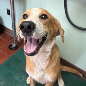 Milo, Terrier, adult, available for adoption