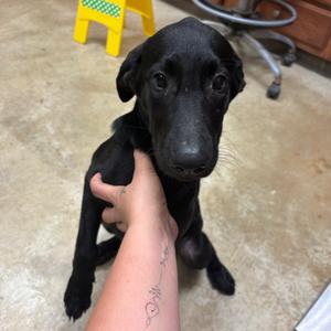 Alisha, Retriever, Labrador, adult, available for adoption