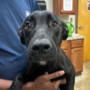Shaina, Retriever, Labrador, adult, available for adoption
