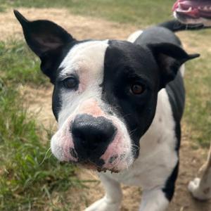 Bubba Gump, Mixed Breed (Medium), adult, available for adoption