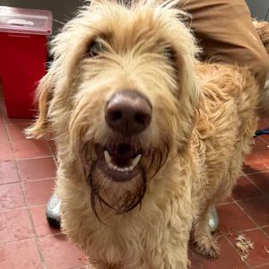 Vivi, Schnauzer, adult, available for adoption