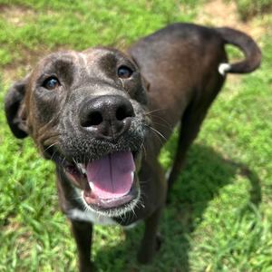 Evie, Retriever, Labrador, adult, available for adoption