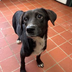 Gabby, Terrier, adult, available for adoption