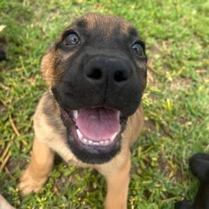 FlapJack, Retriever, Labrador, puppy, available for adoption