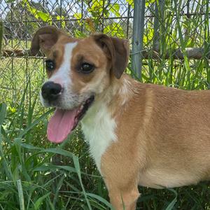 A brown and white dog with floppy ears and a pink tongue sticking out, standing in a grassy area with a chain-link fence in the background.