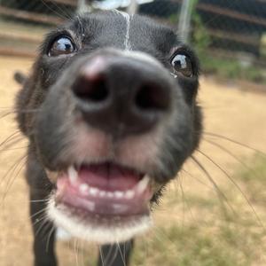 Tabatha, Collie, puppy, available for adoption