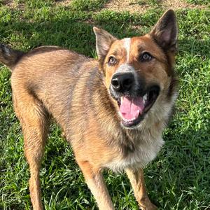 Maximus, American Blue Heeler, adult, available for adoption