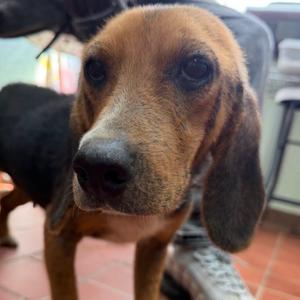 Barbra, Beagle, adult, available for adoption