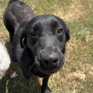Orion, Mixed Breed (Medium), adult, available for adoption