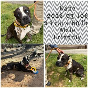 2026-03-106 *Kane*, Catahoula Leopard Dog, young, available for adoption