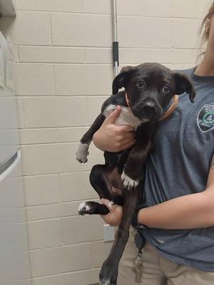 A person is holding a black and white puppy with floppy ears and a worried expression.