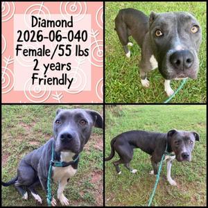 2026-06-040 *Diamond*, Pit Bull Terrier, young, available for adoption