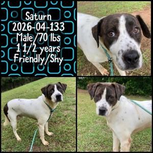 2026-04-133 *Saturn*, Labrador Retriever, young, available for adoption