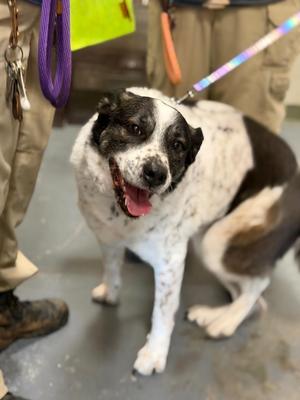 2026-03-137 * Apollo*, Australian Cattle Dog / Blue Heeler, senior, available for adoption