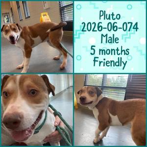 2026-06-074 *Pluto*, Pit Bull Terrier, puppy, available for adoption
