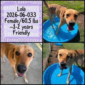 2026-06-033 *Lola*, Labrador Retriever, young, available for adoption