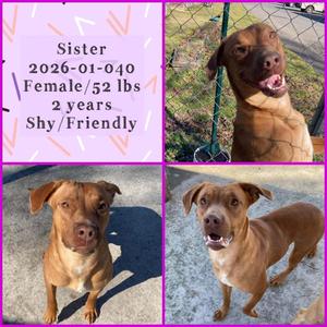 2026-01-040 *Sister*, Labrador Retriever, young, available for adoption