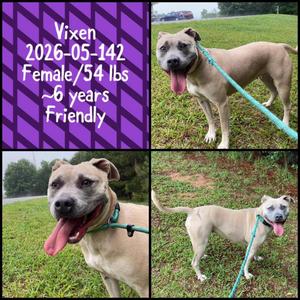 2026-05-142 *Vixen*, Pit Bull Terrier, adult, available for adoption